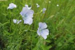 lin (Linum usitatissimum) en floraison
