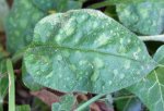 pulmonaire (Pulmonaria officinale) : feuille