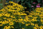 rudbeckie lumineuse (Rudbeckia fulgida)