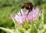 bourdon sur capitule de chardon Marie (Silybum marianum)