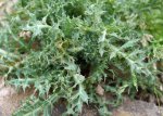 panicaut champêtre (Eryngium campestre) : feuillage