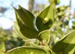 floraison du fragon petit-houx (Ruscus aculeatus)