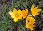 crocus de Naples (Crocus vernus) jaune