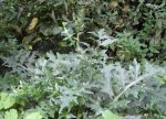 acanthe (Acanthus mollis)