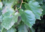 noisetier de Byzance (Corylus colurna)