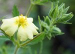 potentille droite (Potentilla recta)