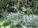 acanthe (Acanthus mollis)