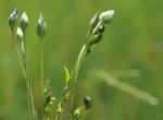 lin (Linum usitatissimum) en bouton