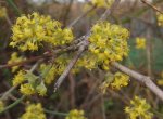 Cornouiller mâle (Cornus mas) dans le Val de Marque