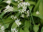 ail des ours (Allium ursinum)