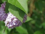 lilas (Syringa vulgaris)