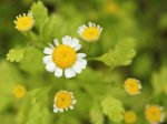 camomille romaine (Anthemis nobilis)