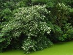 cornouiller sanguin (Cornus sanguinea) au bord de l'eau