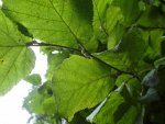noisetier (Corylus avellana), inflorescences mâles en formation