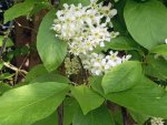 merisier à grappes (Prunus padus)