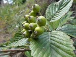 allouchier (Sorbus aria) en début de fructification, Velay, début aout)