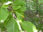 feuilles parasitées de hêtre (galle du hêtre, cécidie due au diptère Mikiola fagi ou cécidomie du (...)