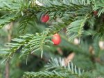 arille, pseudo baie de l'if (Taxus baccata)