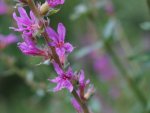 salicaire (Lythrum salicaria)