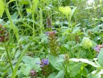 brunelle (Prunella vulgaris)