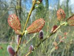 saule pourpre (Salix purpurea)