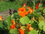 capucine Tropaeolum majus