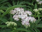 sureau yèble (Sambucus ebulus), floraison