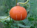 potimarron (Cucurbita maxima var. potimarron)