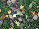peuplier blanc (Populus alba)