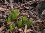pointement du grémil officinal (Lithospermum officinale, mi-mars)