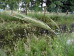 seigle (Secale cereale)