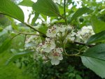 floraison de l'aubépine à feuille de prunier (Crataegus prunifolia)