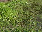 écuelle d'eau (Hydrocotyle vulgaris)