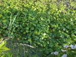 écuelle d'eau (Hydrocotyle vulgaris)