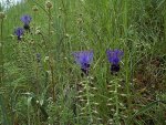 muscari à toupet (Muscari comosum)