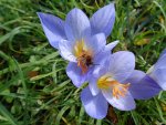 crocus d'automne (Crocus speciosus) et abeille sauvage