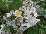 rosier multiflore (Rosa multiflora)