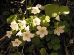 Oxalis acetosella