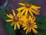 Potée de ligulaire (Ligularia dentata)