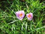 crocus