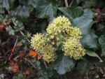 lierre (Hedera helix) en fleur