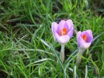 crocus
