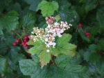 Viorne obier : fleurs et fruits