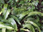 scolopendre (Phyllitis scolopendrium / Asplenium scolopendrium)