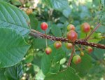 bourdaine en fruits (Frangula dodonei)