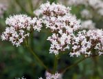 valériane (Valeriana officinalis)