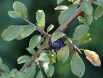 prunellier Prunus spinosa