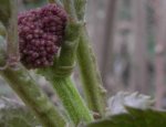 bouton floral du sureau noir (Sambucus nigra, mi-mars)