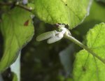 inflorescences mâles de noisetier (Corylus avellana), en formation (mi-aout)