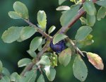prunellier Prunus spinosa
